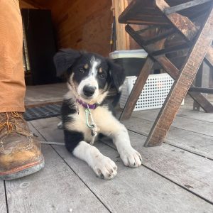 Meet Annie!